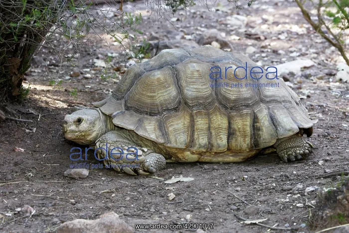 : African Spurred Tortoise : African Spurred Tortoise