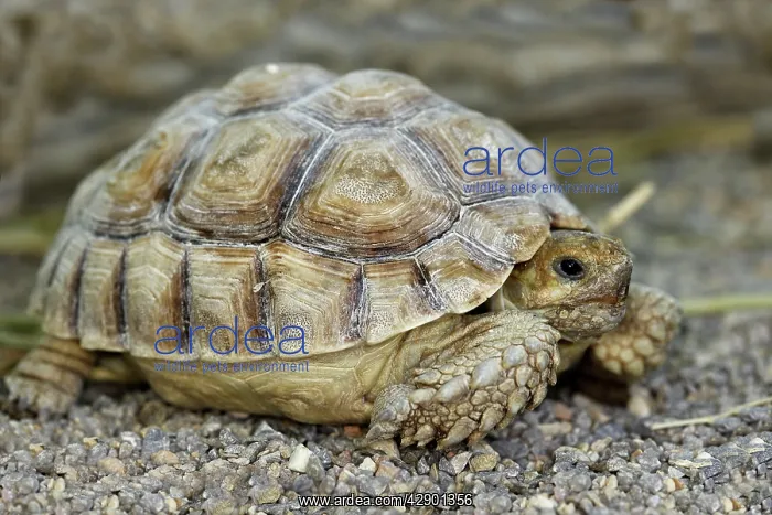 : African Spurred Tortoise : African Spurred Tortoise