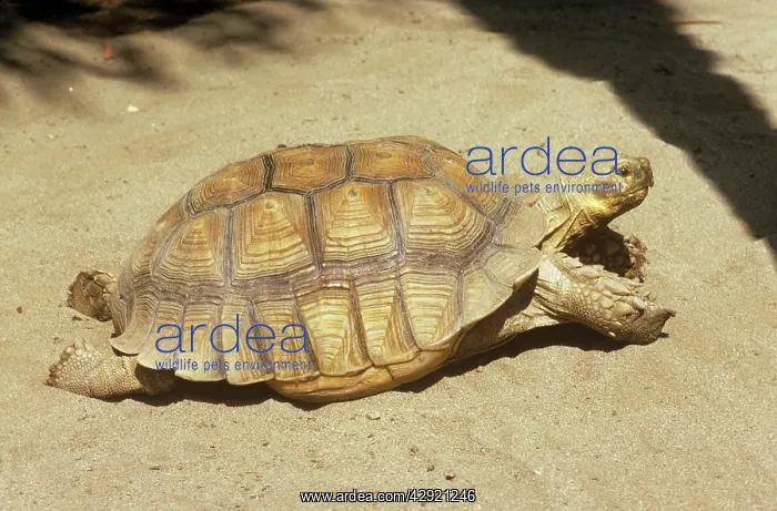 : African Spurred Tortoise : African Spurred Tortoise