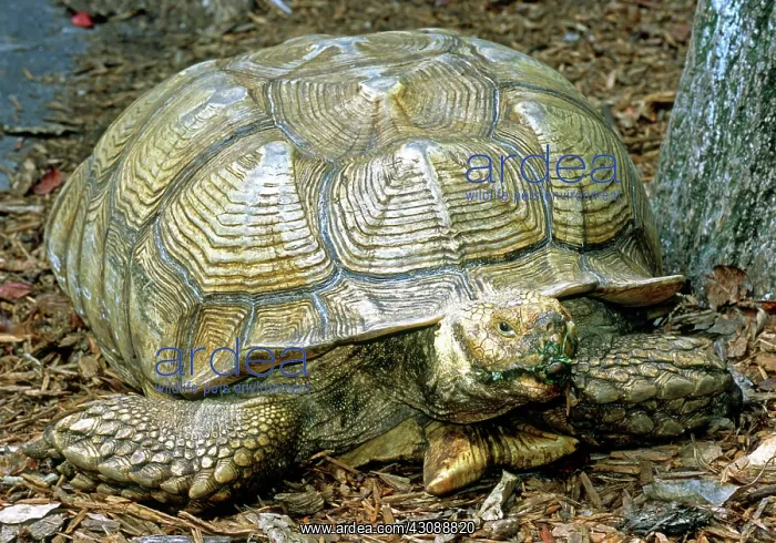 : African Spurred Tortoise : African Spurred Tortoise