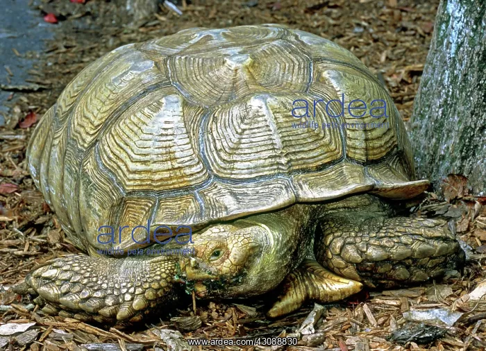 : African Spurred Tortoise : African Spurred Tortoise