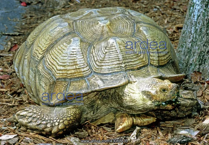 : African Spurred Tortoise : African Spurred Tortoise