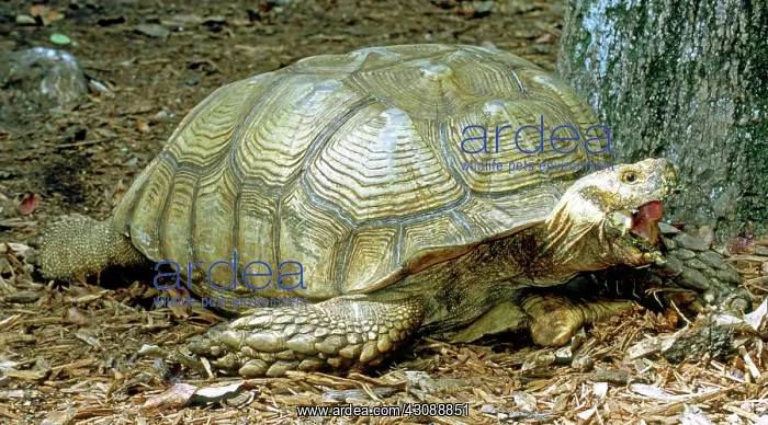 : African Spurred Tortoise : African Spurred Tortoise