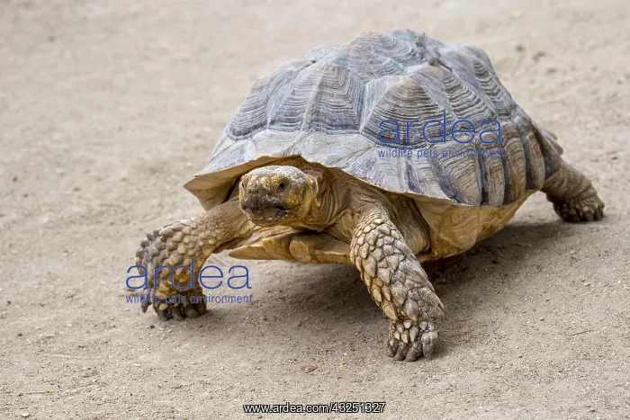 : African spurred tortoise (Centrochelys sulcata) : African spurred tortoise (Centrochelys sulcata)
