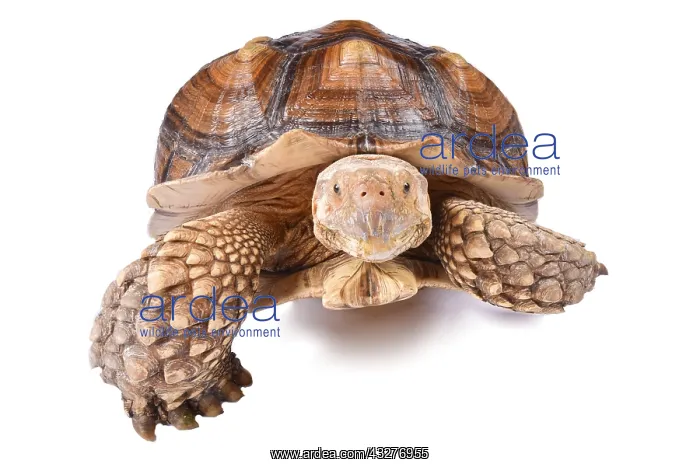 : The African spurred tortoise (Centrochelys sulcata) : The African spurred tortoise (Centrochelys sulcata)