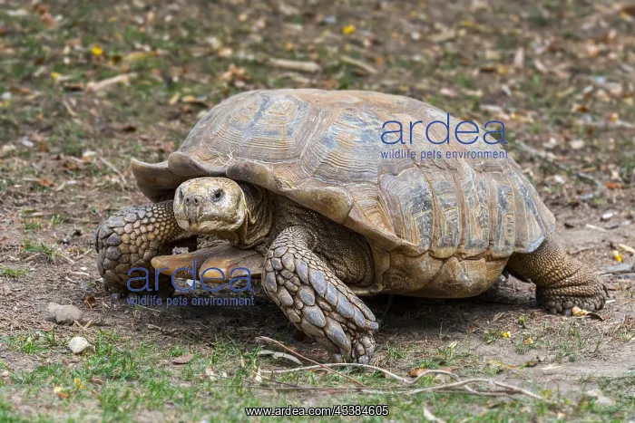 : African spurred tortoise (Centrochelys sulcata) : African spurred tortoise (Centrochelys sulcata)