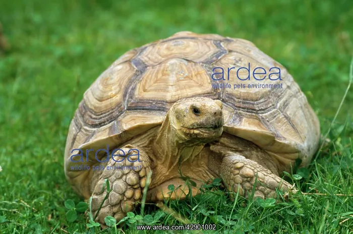 : African Spurred Tortoise - on grass : African Spurred Tortoise - on grass