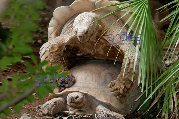 : African Spurred Tortoise Mating : African Spurred Tortoise Mating