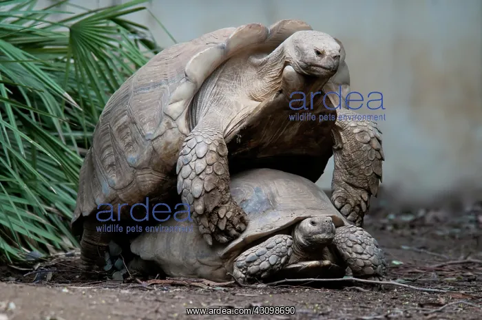 : African Spurred Tortoise Mating : African Spurred Tortoise Mating
