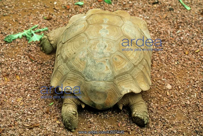 : African Spurred Tortoise - showing spurs : African Spurred Tortoise - showing spurs