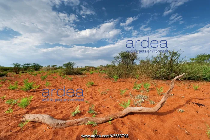 : African steppe landscape, landscape, aridity, steppe : African steppe landscape, landscape, aridity, steppe