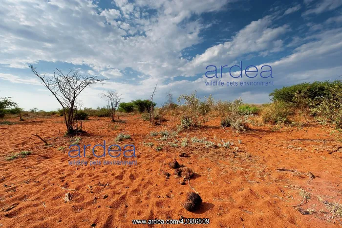 : African steppe landscape, landscape, aridity, steppe : African steppe landscape, landscape, aridity, steppe