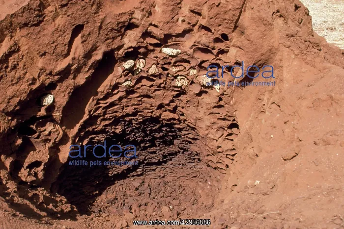  : African Termite Mound - open