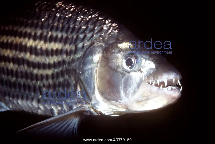 : AFRICAN TIGER FISH - MOUTH OPEN : AFRICAN TIGER FISH - MOUTH OPEN