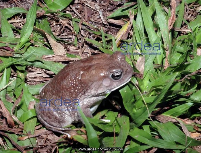  : African toad