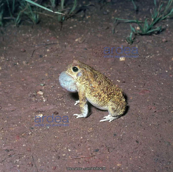 : African Toad Calling : African Toad Calling