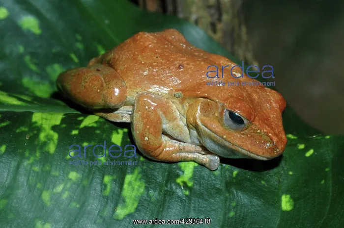: African Tree Frog : African Tree Frog