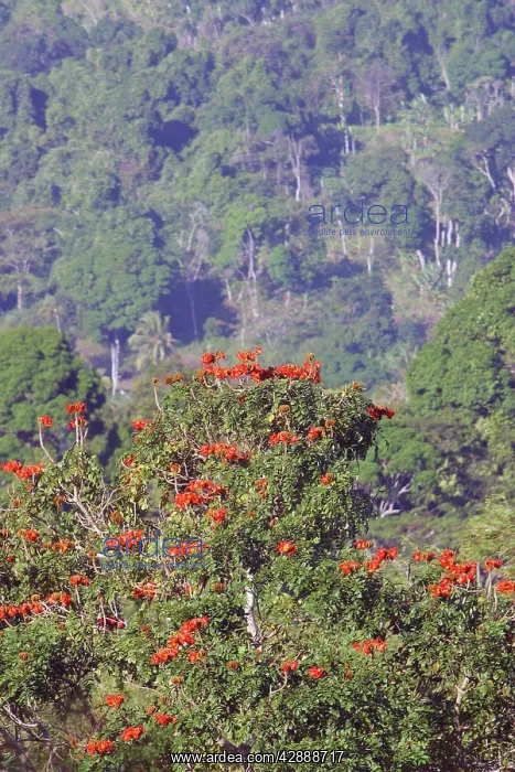 : African Tulip-Tree : African Tulip-Tree