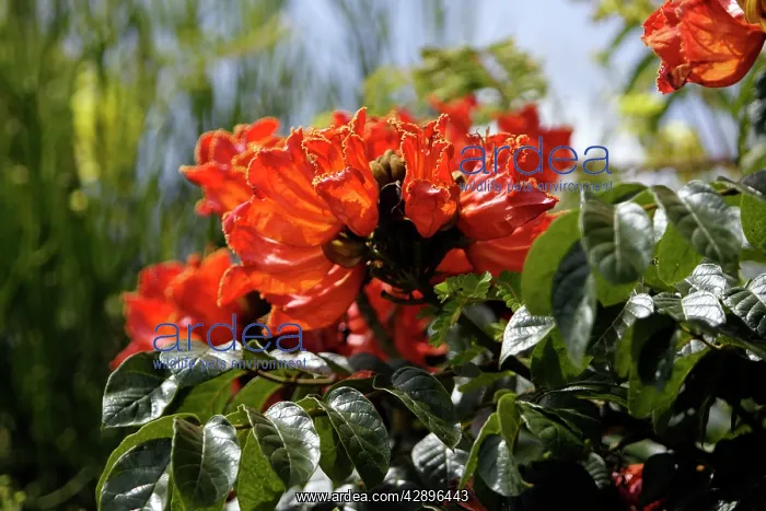 : African Tulip-Tree : African Tulip-Tree