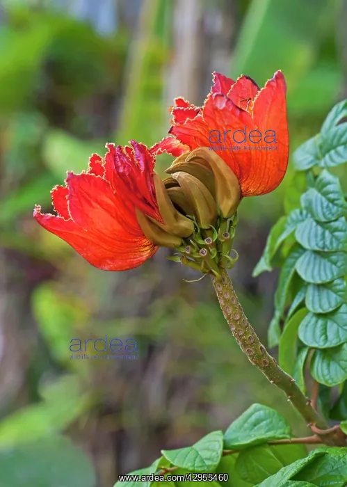 : African Tulip Tree - recreational park : African Tulip Tree - recreational park