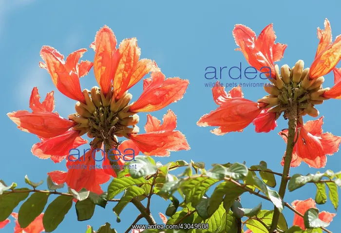 : African tuliptree : African tuliptree