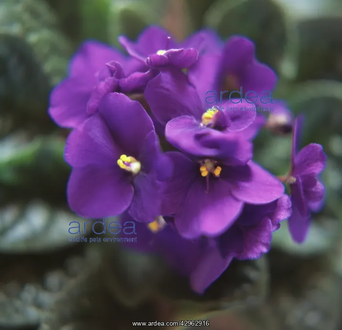 : African Violet : African Violet