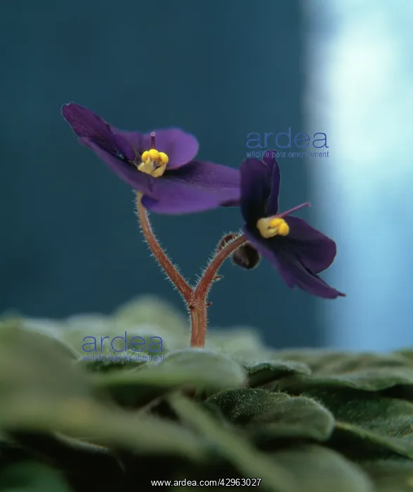 : African Violet : African Violet