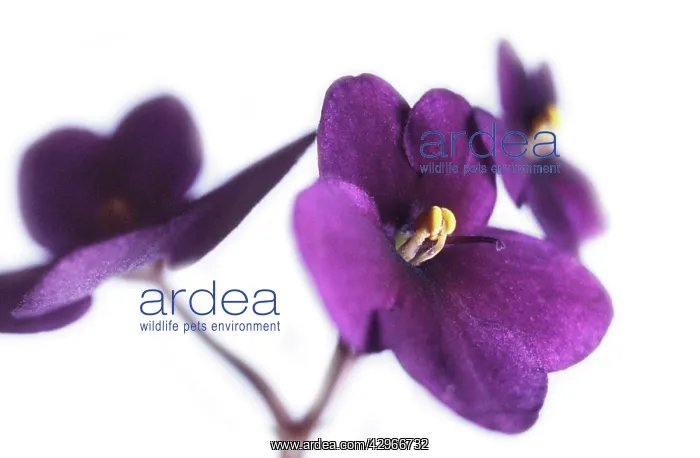 : African Violet : African Violet