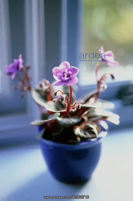 : African Violet : African Violet