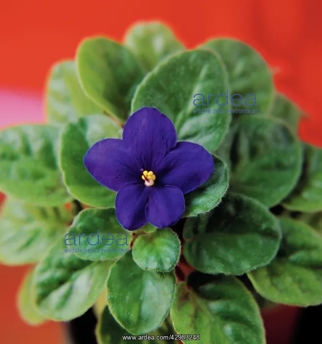 : African Violet : African Violet