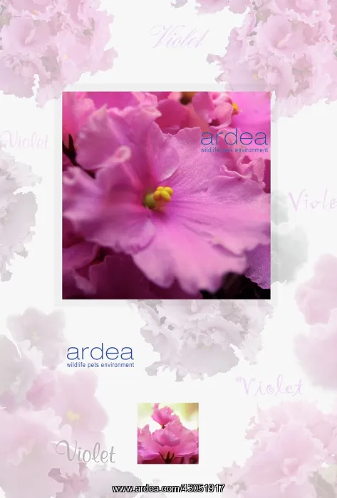 : African Violet : African Violet