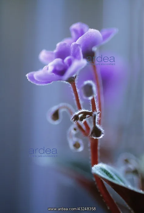 : African violet : African violet