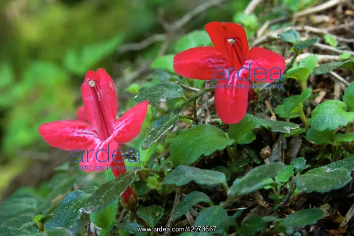 : African Violet / Estrellita - brightly red coloured : African Violet / Estrellita - brightly red coloured