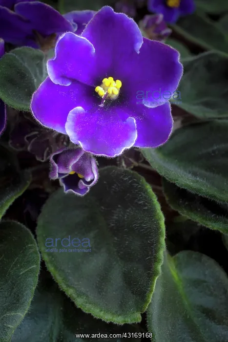 : African violet, a Saintpaulia cultivar with purple : African violet, a Saintpaulia cultivar with purple