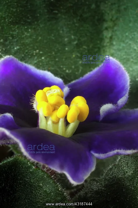 : African violet, a Saintpaulia cultivar with purple : African violet, a Saintpaulia cultivar with purple