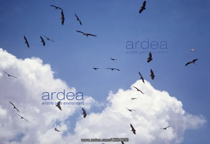 : AFRICAN VULTURES - flock in flight : AFRICAN VULTURES - flock in flight