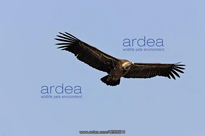 : African White-backed Vulture : African White-backed Vulture