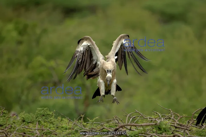: African White-Backed Vulture : African White-Backed Vulture