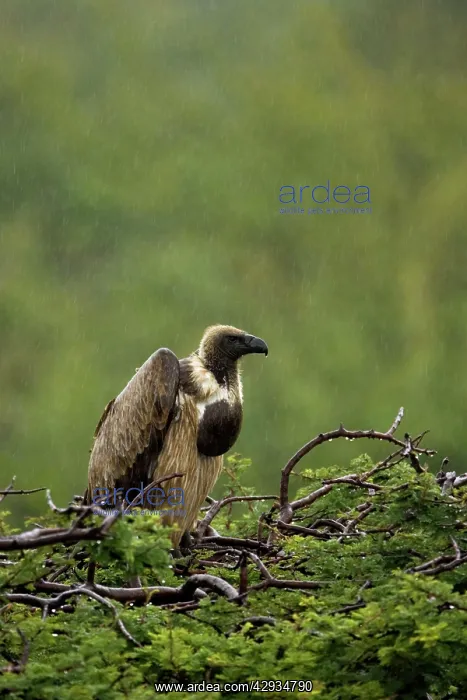 : African White-Backed Vulture : African White-Backed Vulture