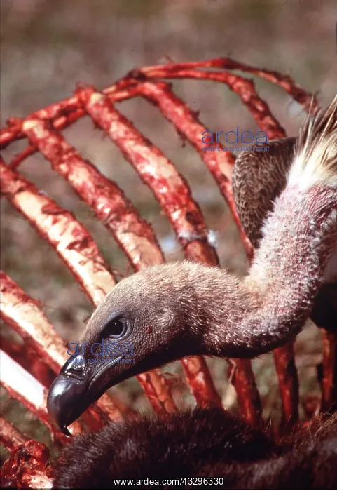  : African White-backed VULTURE - close-up of head & carcass