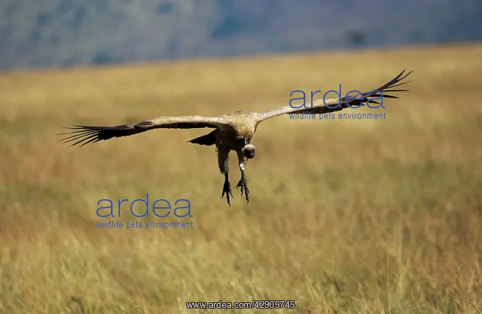 : African White-backed Vulture - coming in to land : African White-backed Vulture - coming in to land