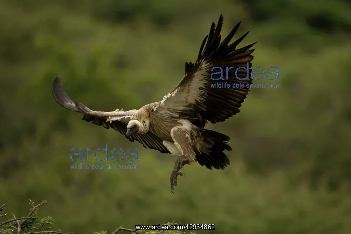: African White-Backed Vulture. Coming in to land : African White-Backed Vulture. Coming in to land