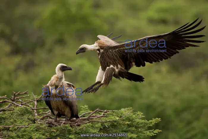 : African White-Backed Vulture - Coming in to land : African White-Backed Vulture - Coming in to land