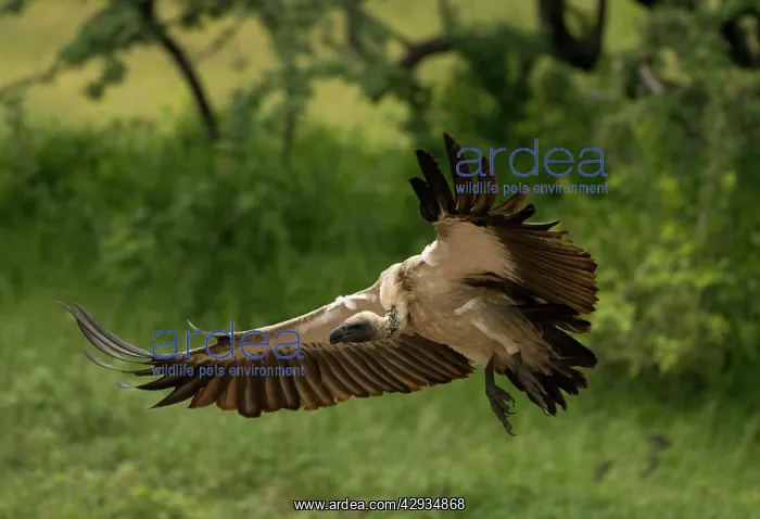 : African White-Backed Vulture - Coming in to land : African White-Backed Vulture - Coming in to land