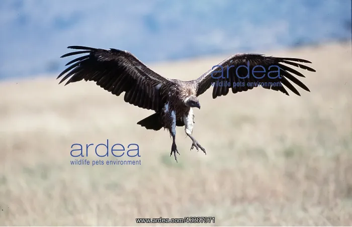 : African White-backed VULTURE - coming in to land : African White-backed VULTURE - coming in to land