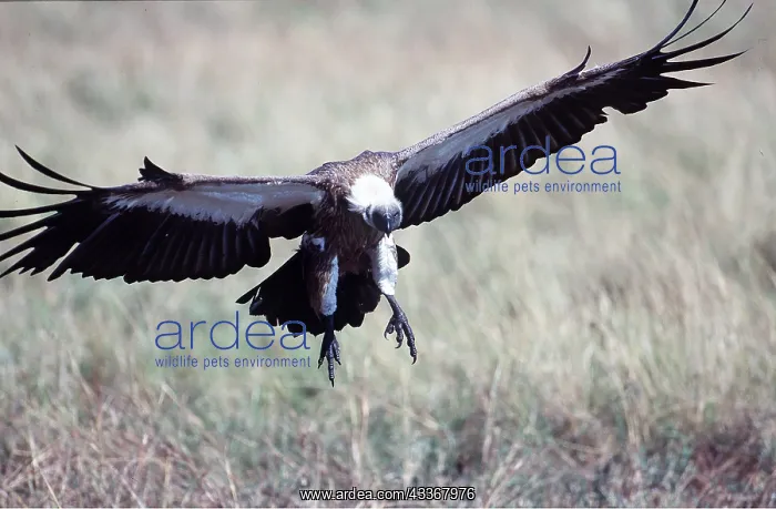 : African White-backed VULTURE - coming in to land : African White-backed VULTURE - coming in to land