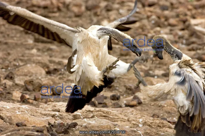 : African White-Backed Vulture - Fighting at feeding site : African White-Backed Vulture - Fighting at feeding site