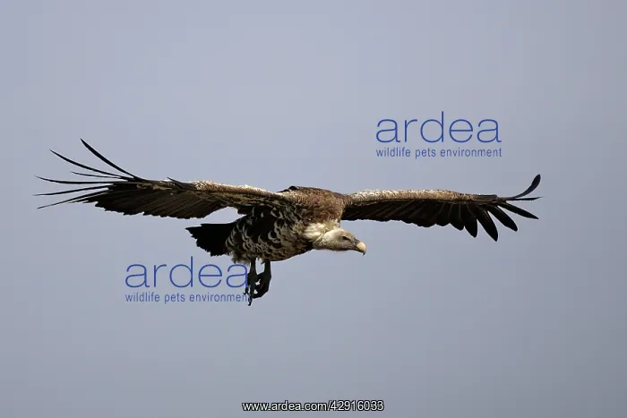 : African White-backed Vulture - in flight : African White-backed Vulture - in flight