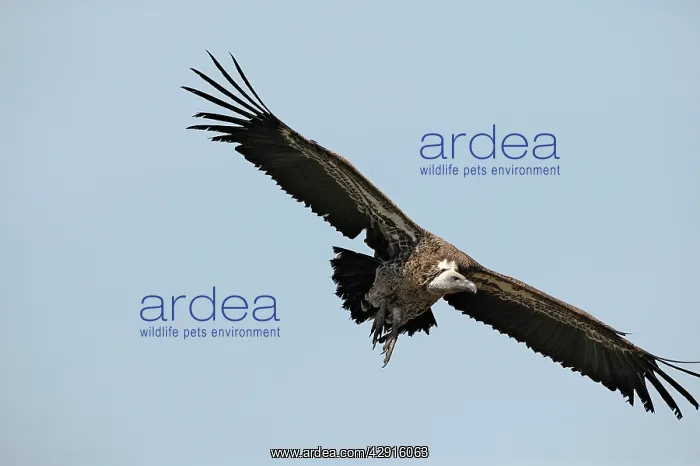 : African White-backed Vulture - in flight : African White-backed Vulture - in flight