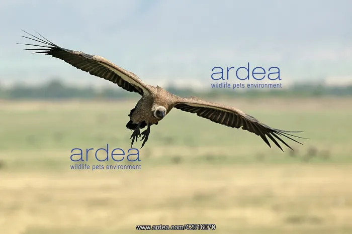: African White-backed Vulture - in flight : African White-backed Vulture - in flight